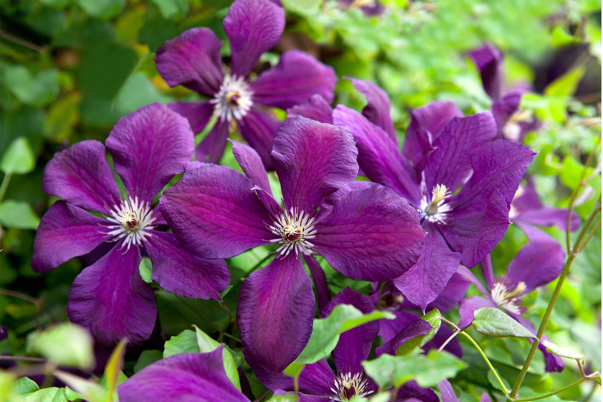 Clematis Flower seeds for Planting Colorful Display Heirloom & GMO Free Seeds for Home Garden