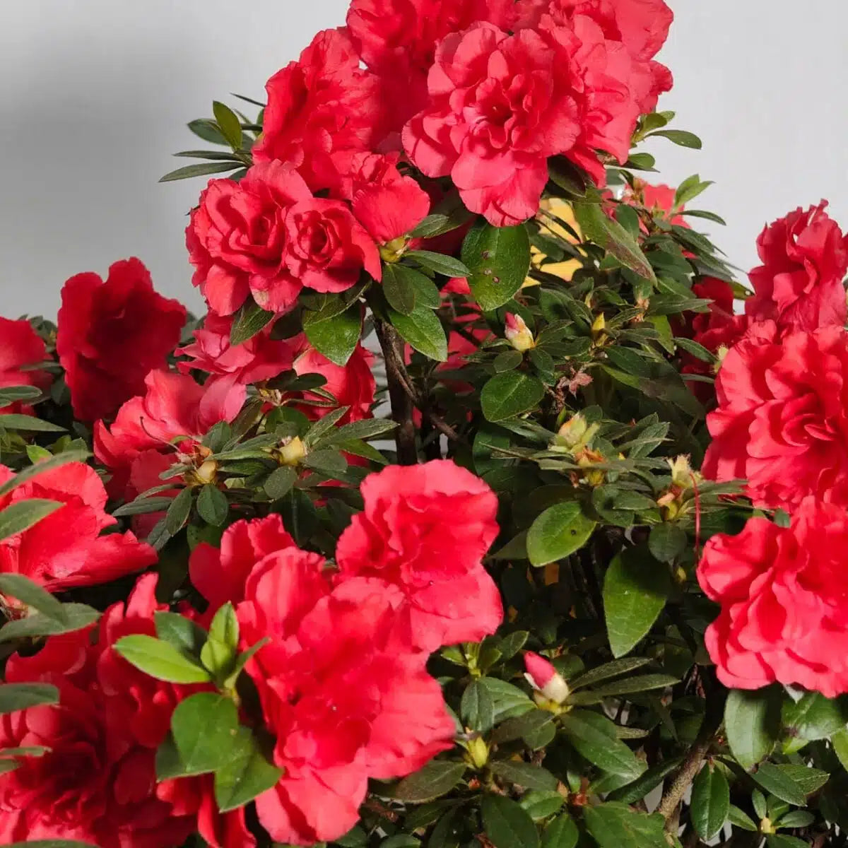 Premium Red Azalea Seeds for Planting