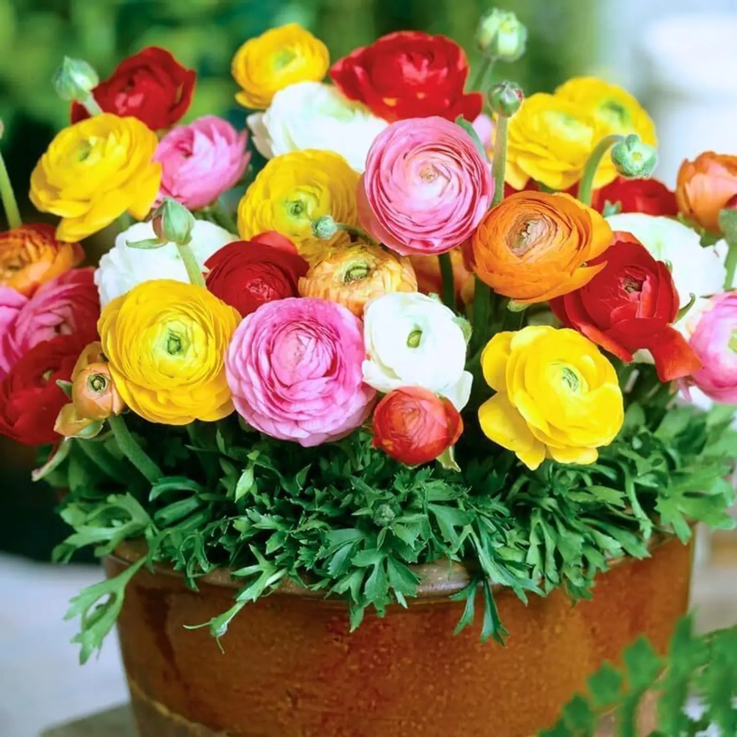 Mixed Peony Ranunculus Seeds for Planting – Persian Buttercup Flower Seeds for Garden