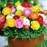 Mixed Peony Ranunculus Seeds for Planting – Persian Buttercup Flower Seeds for Garden
