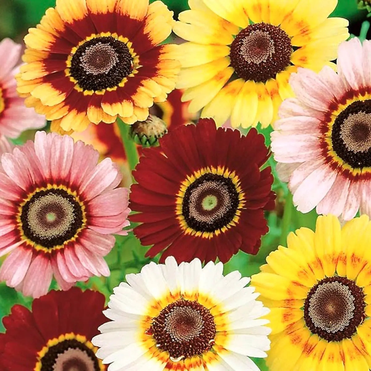 Painted Daisy Chrysanthemum Flower Seeds