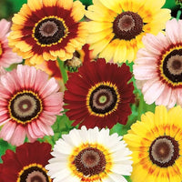 Painted Daisy Chrysanthemum Flower Seeds