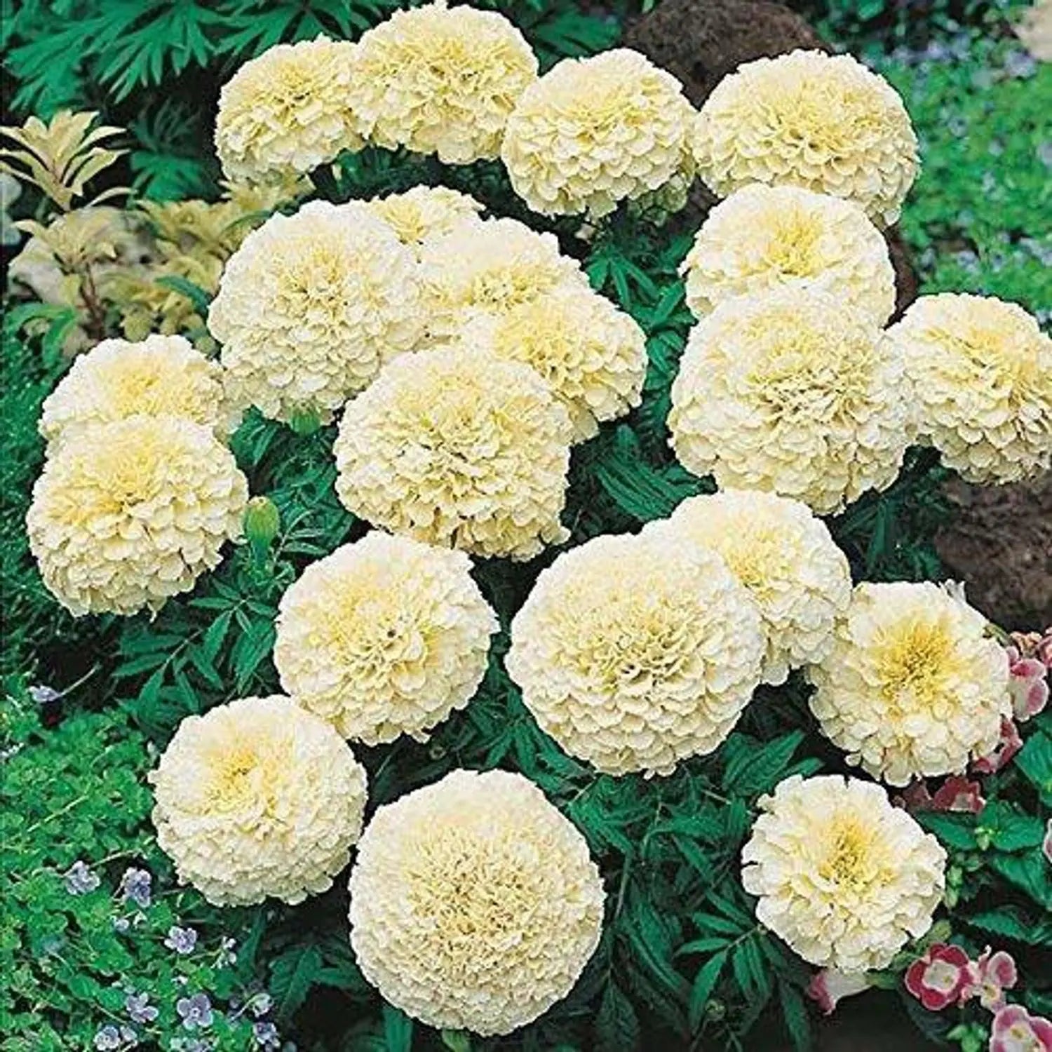 White African Marigold flowers growing in decorative garden containers.

