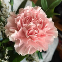 Light Pink Carnations Flower Seeds for Planting Perfect for Borders Heirloom & GMO Free Seeds for Home Garden
 
 Sale