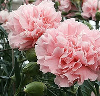 Light Pink Carnation Flower seeds for Planting - Sun Loving, Heirloom & GMO Free Seeds for Home Garden