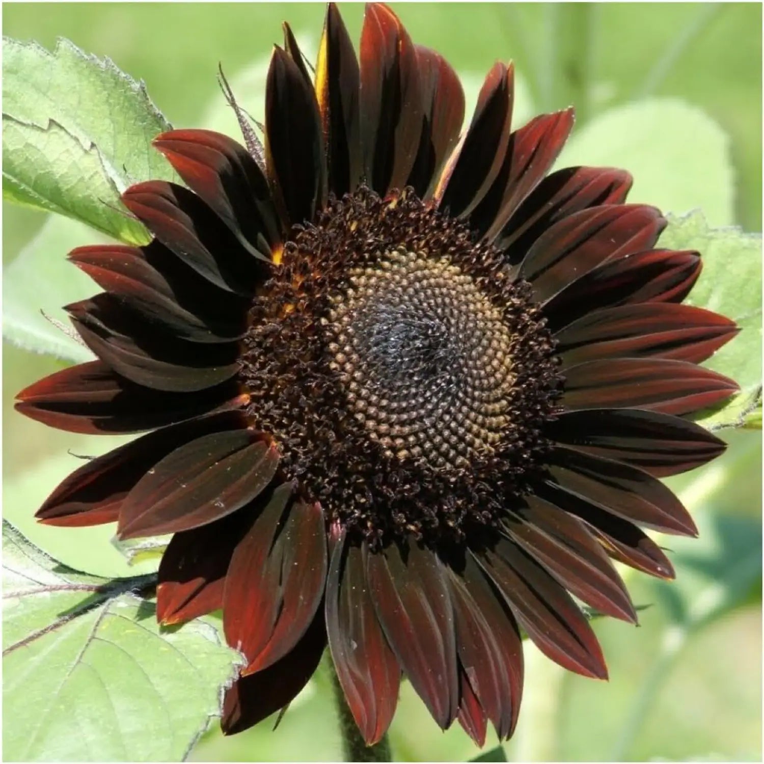 Chocolate Sunflower Flower seeds for Planting - Premium Quality, Heirloom & GMO Free Seeds for Home Garden