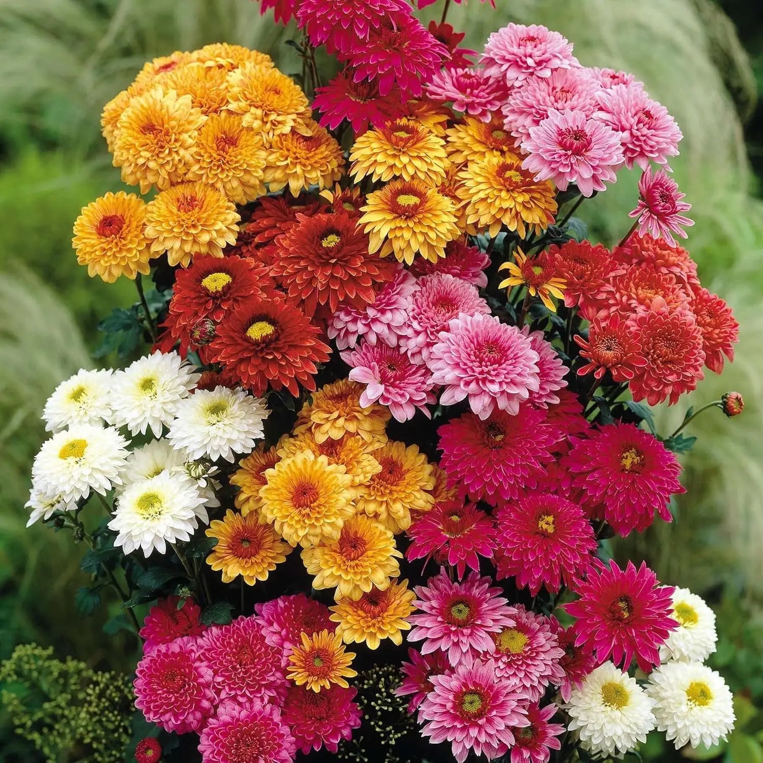Colorful Chrysanthemum flowers growing in garden borders and containers.