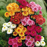 Colorful Chrysanthemum flowers growing in garden borders and containers.