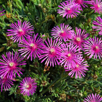 Pink Delosperma Flower seeds for Planting - Vibrant Colors, Heirloom & GMO Free Seeds for Home Garden