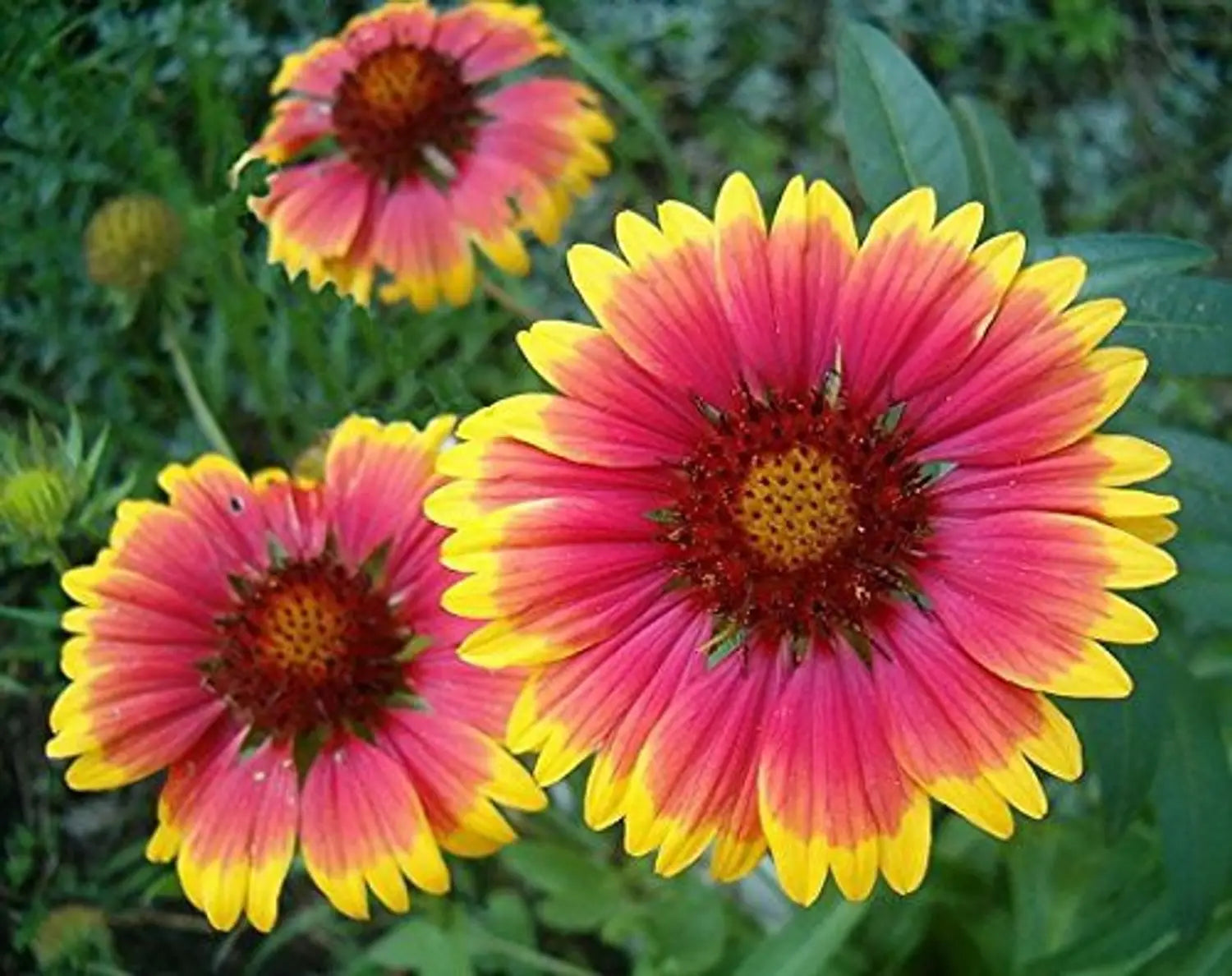 Yellow Red Aristata Flower seeds for Planting - Perfect for Borders, Heirloom & GMO Free Seeds for Home Garden