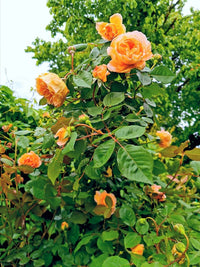 Dark (Dark Orange) seeds for planting in home garden