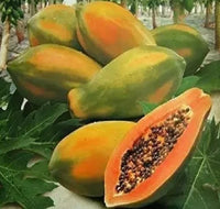Ripe Solo papaya fruit hanging from a healthy tropical tree.