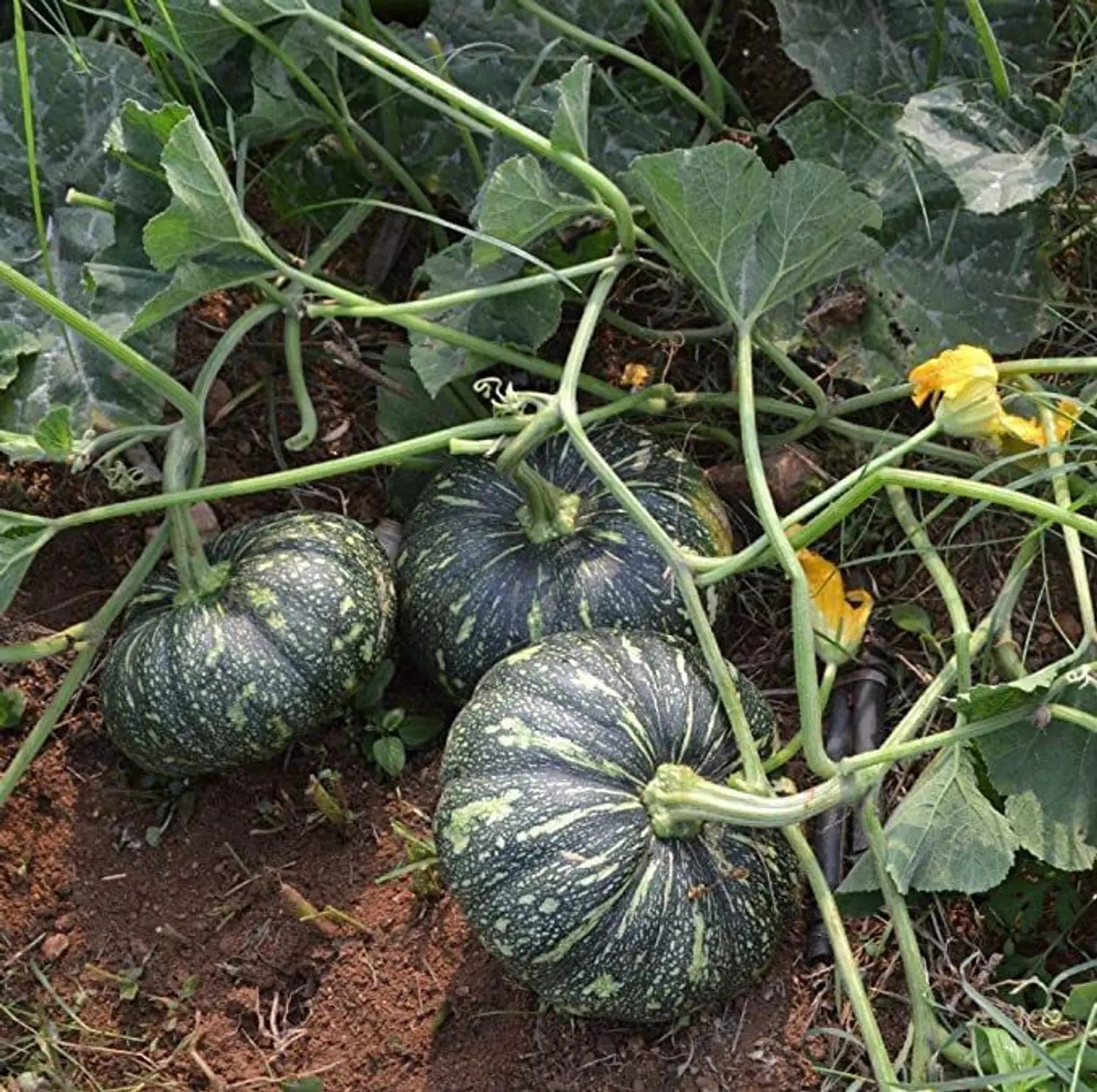 Kaddu Sitaphal Vegetable Seeds for Planting – Heirloom Pumpkin Winter Squash Seeds