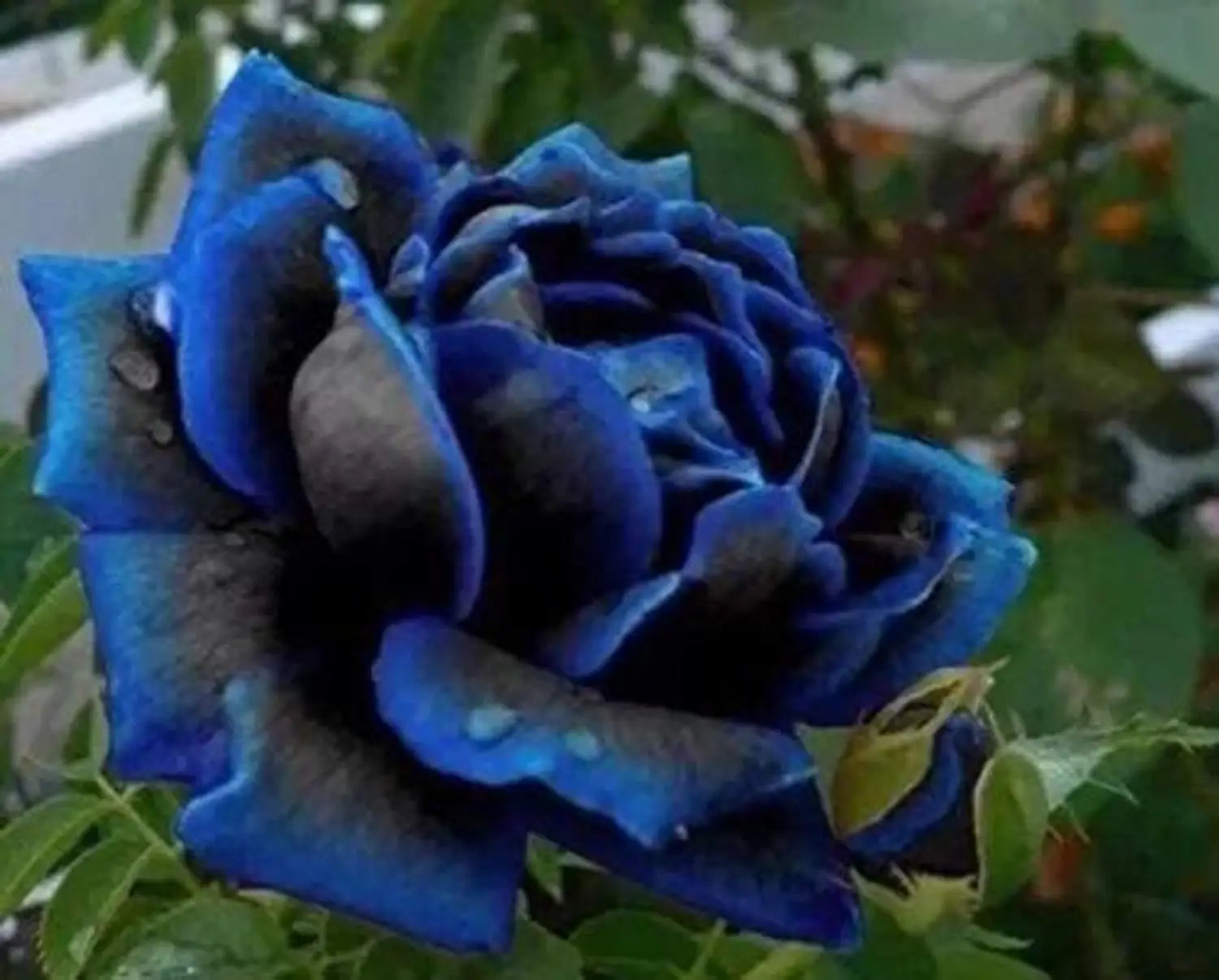 Black Blue Rose Flower Seeds for Planting Pollinator Friendly Heirloom & GMO Free Seeds for Home Garden
 
 Sale