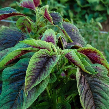 Chinese Spinach Red Calaloo plants with vibrant red and green leafy foliage.
