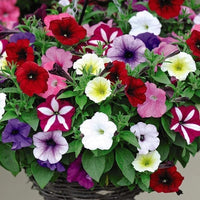 Petunia Mix Seeds for Planting  Colorful Annual Flowers