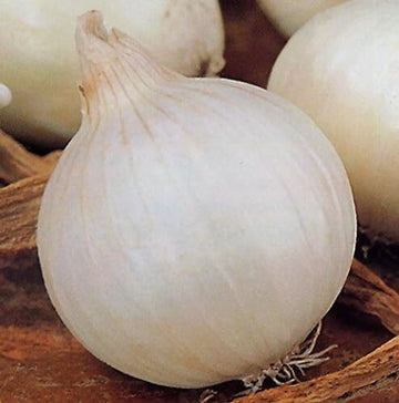Snow White Onion Seeds for Planting – Heirloom Non-GMO White Onion Vegetable Seeds