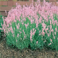 Pink Lavender Flower seeds for Planting Drought Tolerant Heirloom & GMO Free Seeds for Home Garden