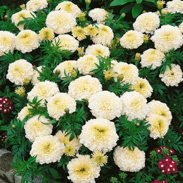 African Marigold Dwarf Snowstorm with white flowers blooming in a garden bed.
