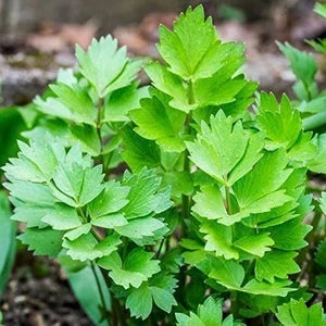 Aromatic Lovage herb thriving in a sunny herb garden.
