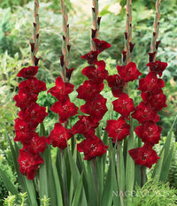 Burgundy Gladiolus Flower Seeds for Planting Compact Growth Heirloom & GMO Free Seeds for Home Garden
 
 Sale