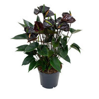Black (Black Anthurium) seeds for planting in home garden
