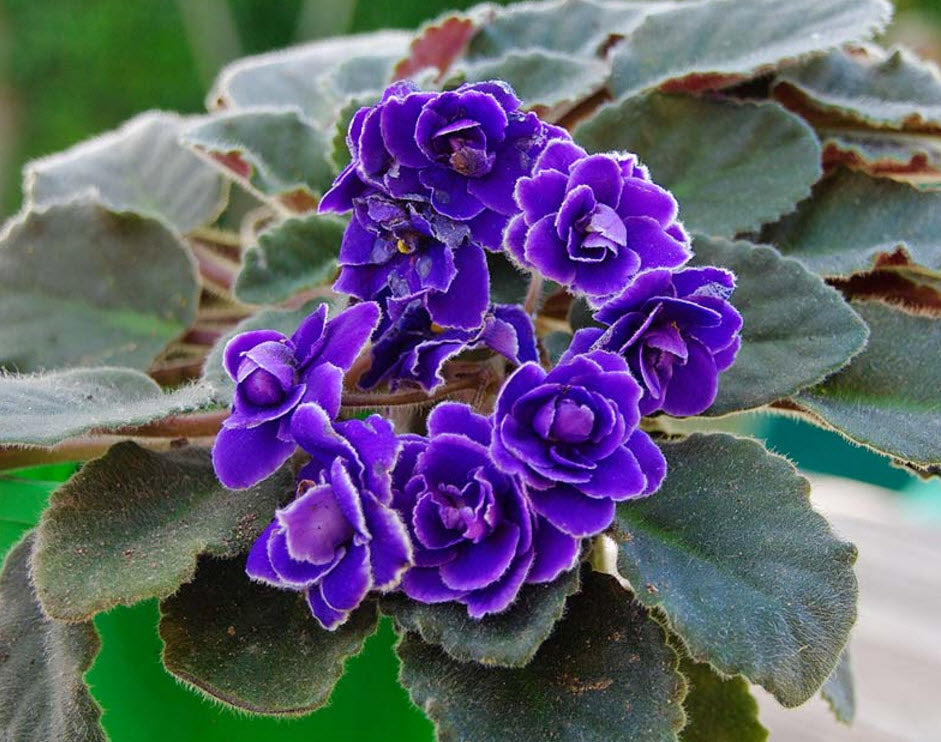 Violet Pink African or Saintpaulia ionantha Flower seeds for Planting Long Bloom Season Heirloom & GMO Free Seeds for Home Garden
 
 Sale