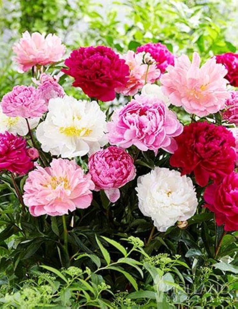 Peony flowers creating a colorful and graceful garden display
