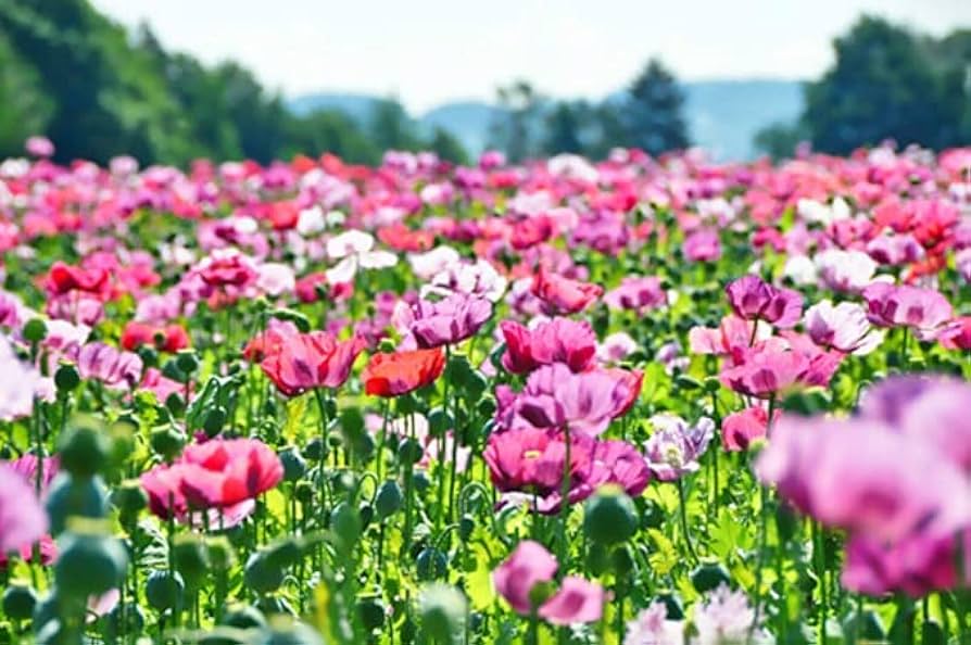 Bright poppy flowers creating a vibrant display in a cottage-style garden.