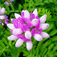 Pink Astragalus Sinicus Flower seeds for Planting - Wildflower Mix, Heirloom & GMO Free Seeds for Home Garden