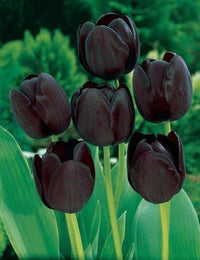 California Poppy Flower Tulip Black Seeds for Planting - Elegant Purple Tulip Flower Seeds for Stunning Gardens Planting Seeds - 1 pcs