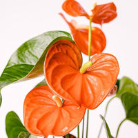 Dark Orange Anthurium Flower Seeds for Planting Vibrant Colors Heirloom & GMO Free Seeds for Home Garden
 
 Sale