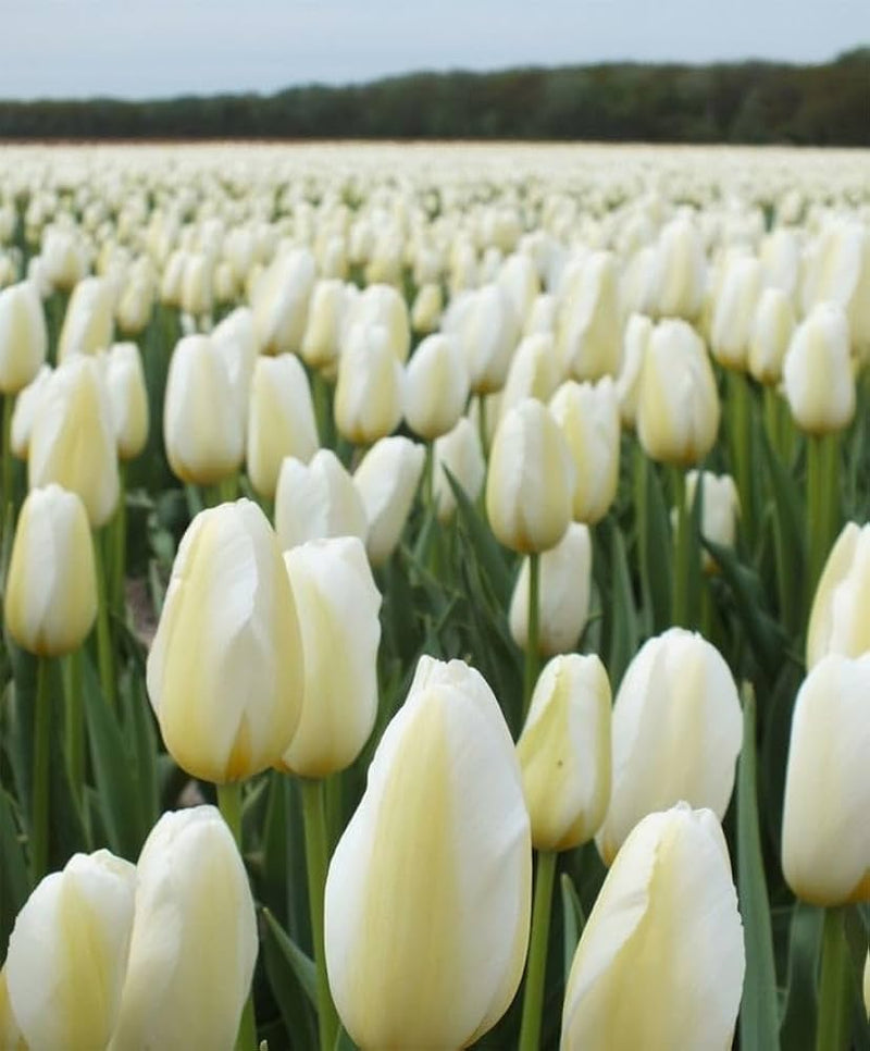 Light Grey Tulip Flower Seeds for Planting Hardy Variety Heirloom & GMO Free Seeds for Home Garden
 
 Sale
