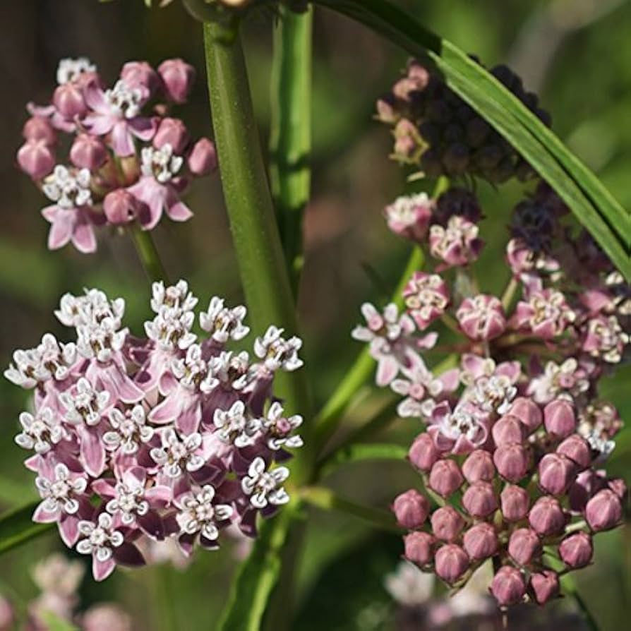 Narrow Leaf Milkweed Asclepias fascicularis Plant Seeds for Planting in Butterfly Garden