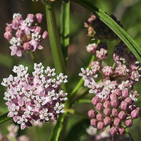 Narrow Leaf Milkweed Asclepias fascicularis Plant Seeds for Planting in Butterfly Garden