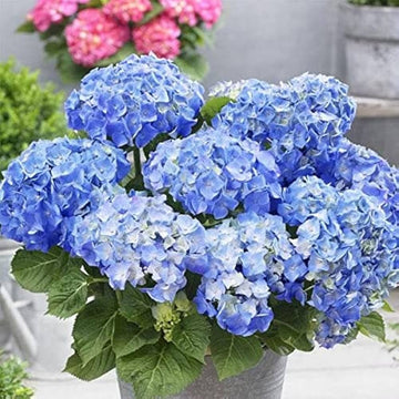 Blue White Pelargonium Geranium Flower Seeds for Planting