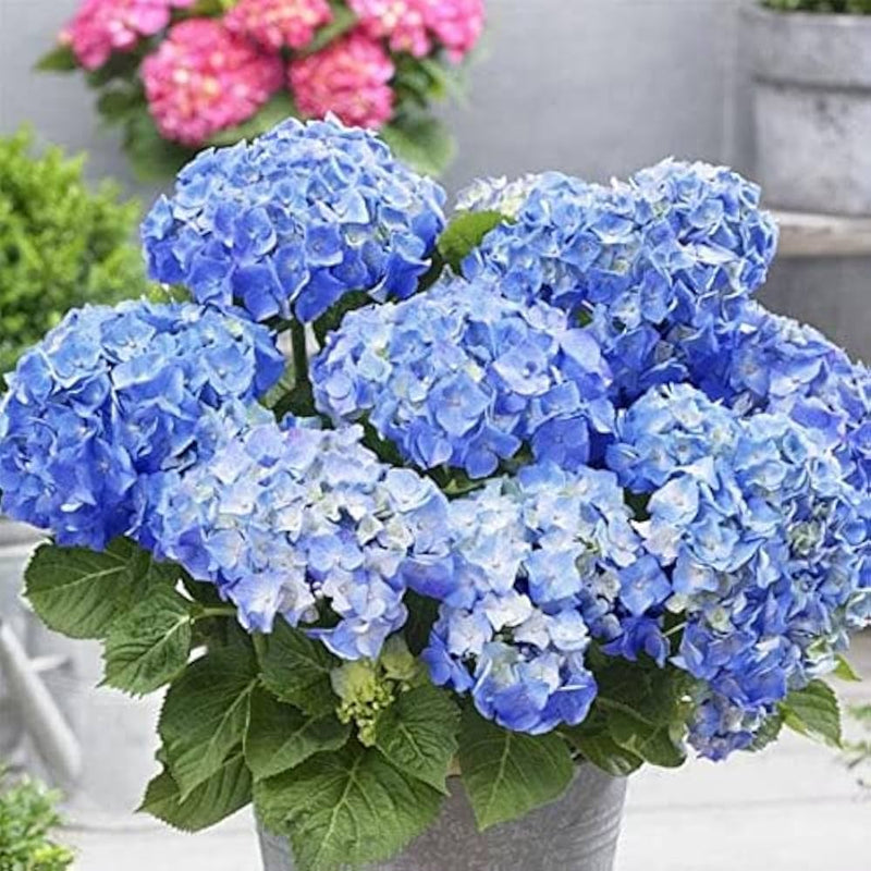 Blue White Pelargonium Geranium Flower Seeds for Planting