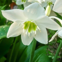 Germer Lily Cardiocrinum giganteum for planting in perennial garden