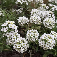 Alyssum Flower seeds for Planting Shade Tolerant Heirloom & GMO Free Seeds for Home Garden 
 
 Sale for planting in home garden