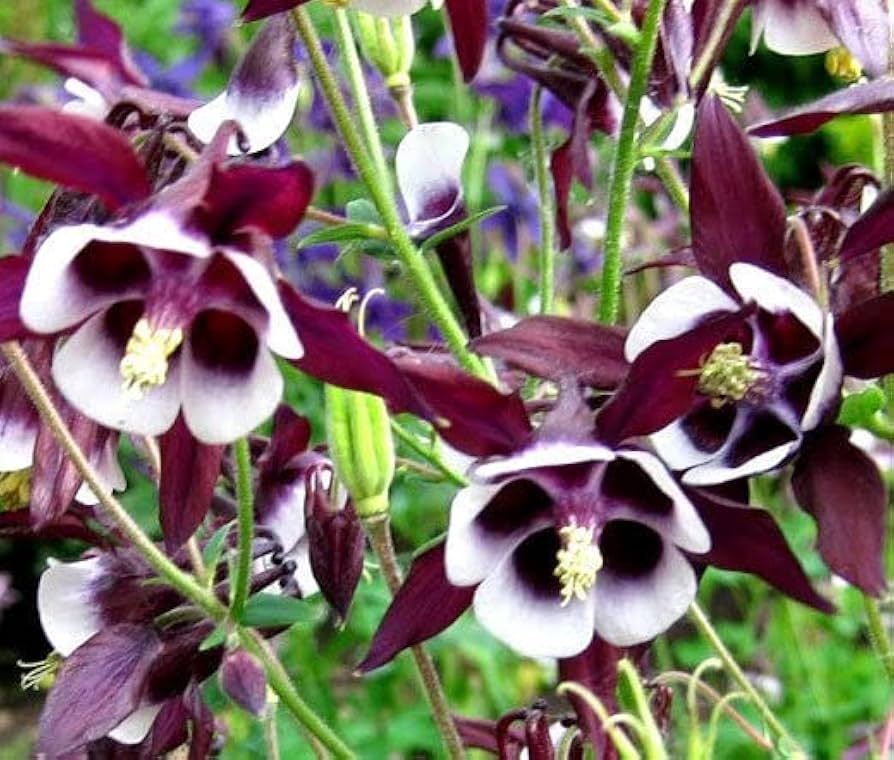 William Guinness Columbine for planting in garden