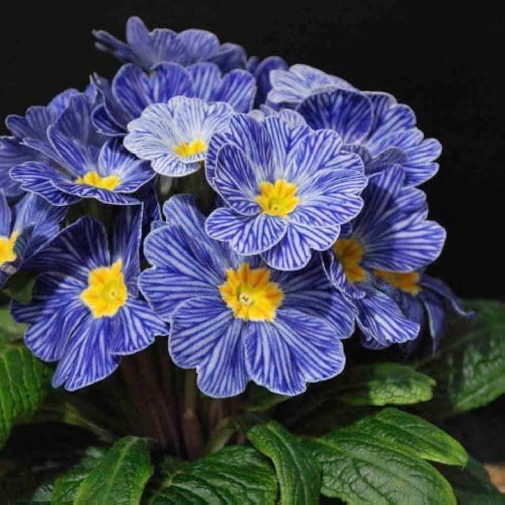 Blue Primrose Flower seeds for Planting Compact Growth Heirloom & GMO Free Seeds for Home Garden