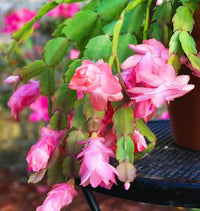 Zygocactus Truncatus Flower seeds for Planting Sun Loving Heirloom & GMO Free Seeds for Home Garden