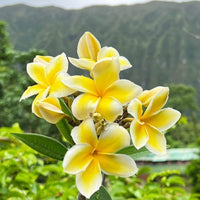Frangipani Light Yellow Flower seeds for Planting - Easy to Grow, Heirloom & GMO Free Seeds for Home Garden