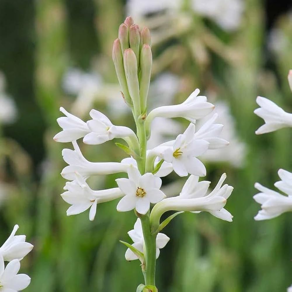 Tuberose bulbs prepared for garden planting