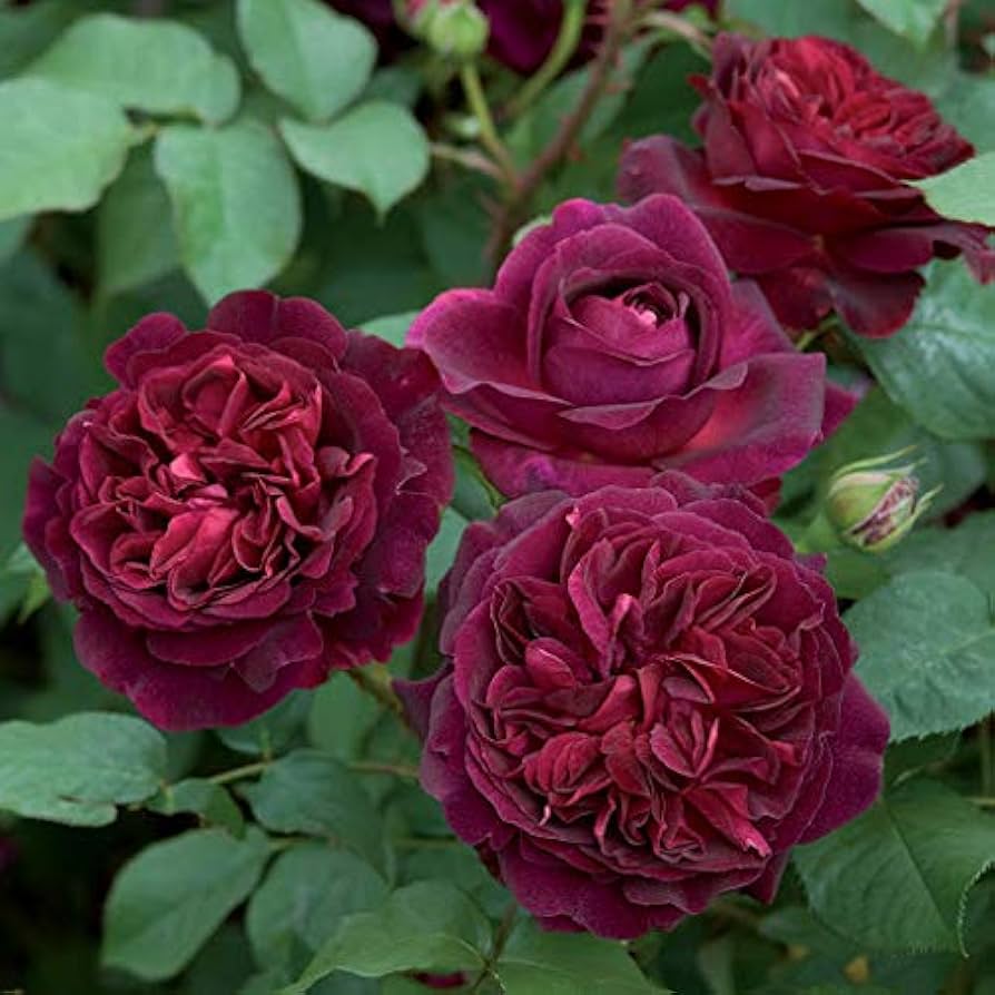 Chinese Rose Rosa chinensis for planting in flower bed