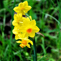 Narzisse Flower seeds for Planting - Colorful Display, Heirloom & GMO Free Seeds for Home Garden