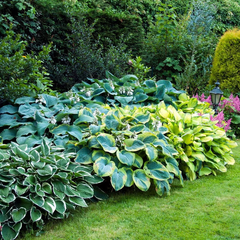 Mixed Hosta Perennial Roots for Shade Gardens, Borders, Containers & Outdoor Landscapes