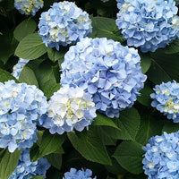 Blue White Pelargonium Geranium Flower Seeds for Planting