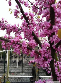 Eastern Redbud Tree Seeds for Planting Cercis Canadensis native garden flowering tree row