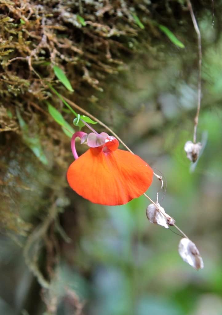 Orange Utricularia Flower seeds for Planting - Seasonal Bloomer, Heirloom & GMO Free Seeds for Home Garden
 
 Sale seeds for home garden